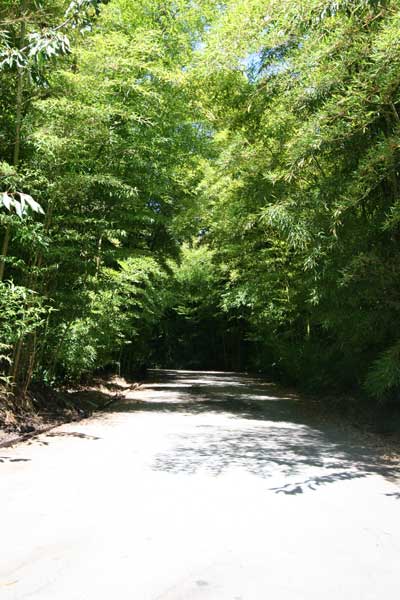 View out the private gated driveway.
