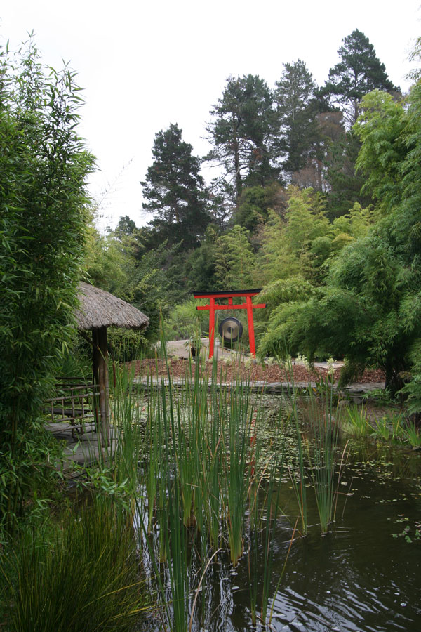 Here is the Koi pond, directly across the parking lot from your apartment.